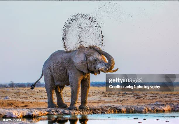 elephant's mud games - kalahari desert 個照片及圖片檔