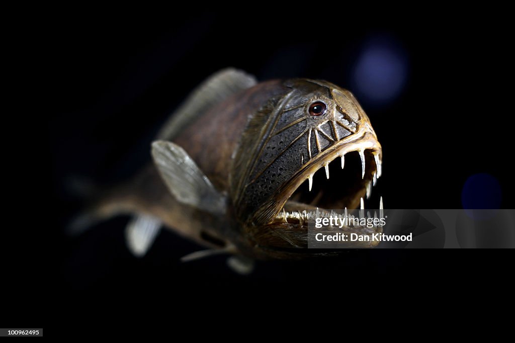 Deep Sea World Displayed At the Natural History Museum's Latest Exhibition