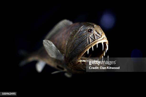Fangtooth fish is displayed at the Natural History Museum's new exhibition 'The Deep', on May 26, 2010 in London, England. The Fangtooth fish is one...