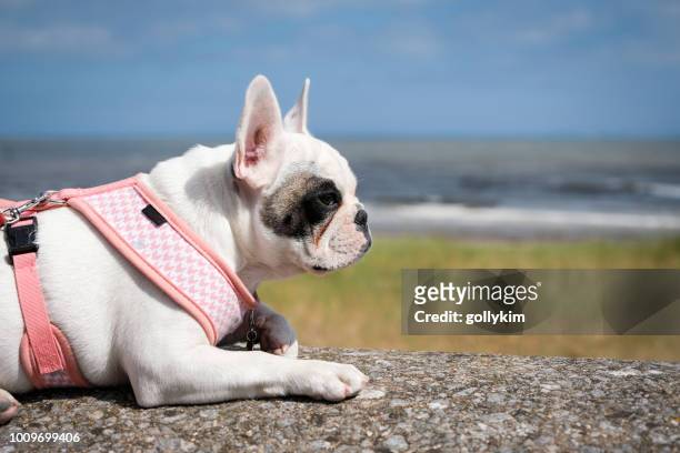 french bulldog puppy on holiday at the beach in minehead, somerset, england - animal harness stock pictures, royalty-free photos & images