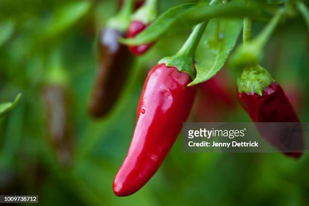 red chilli - chilli stock pictures, royalty-free photos & images