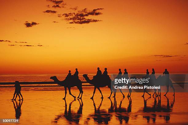 camels on cable beach, kimberley, australia - cable beach stock-fotos und bilder