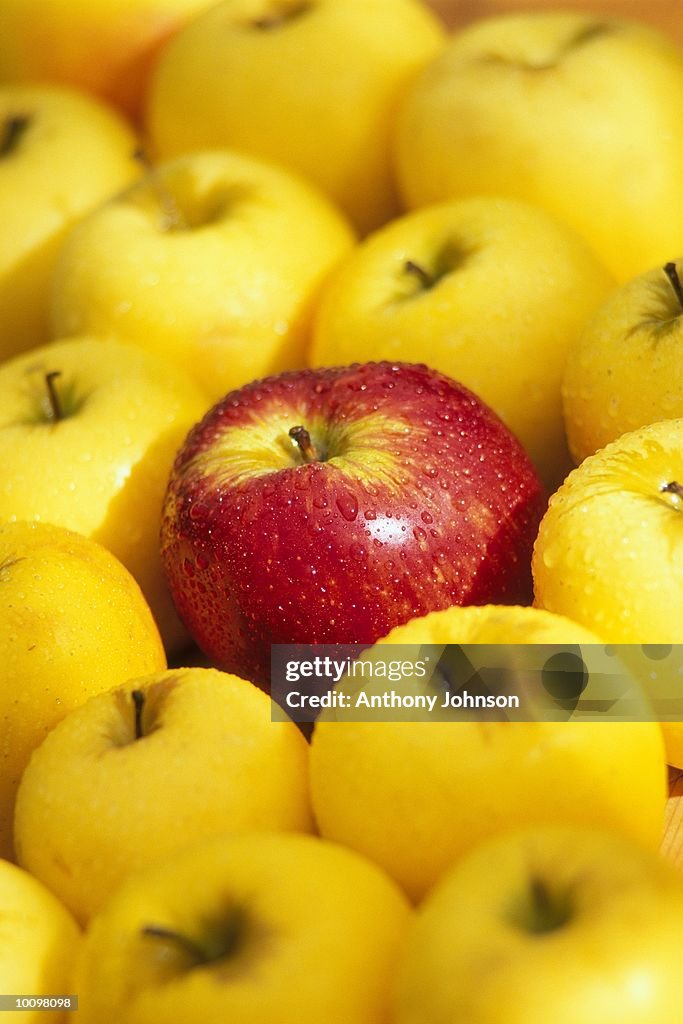 SINGLE RED APPLE WITH YELLOW APPLES