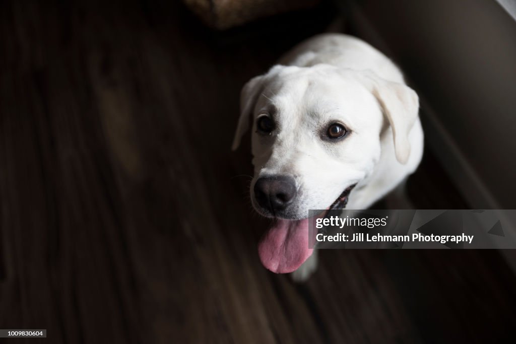 An English Creme White Labrador Retriever Poses in Window Light with Tongue Out in her Home