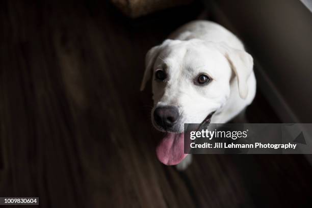 an english creme white labrador retriever poses in window light with tongue out in her home - yellow labrador retriever stock pictures, royalty-free photos & images