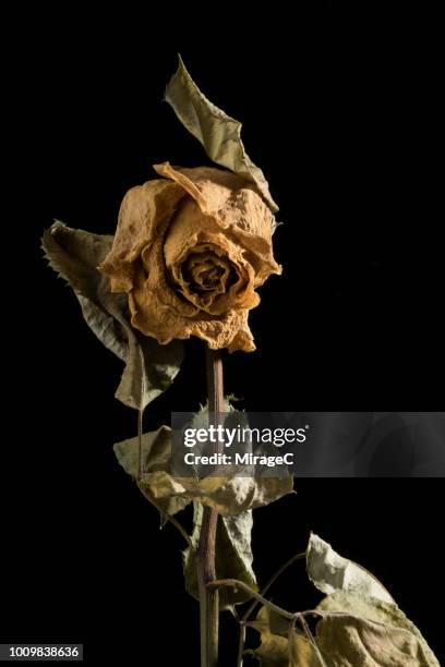 old dying yellow rose - dead rotten stock pictures, royalty-free photos & images