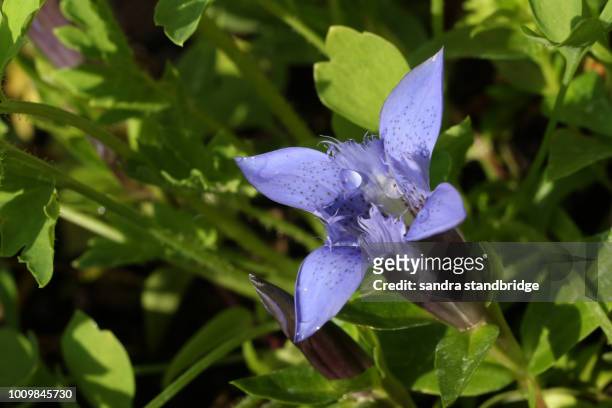 a beautiful flowering gentian (genus gentiana) plant. - herbstenzian stock-fotos und bilder