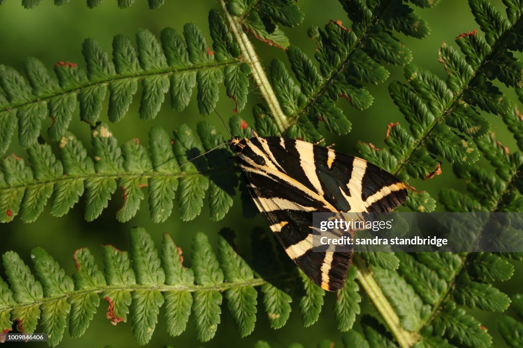 A stunning Jersey Tiger Moth (Euplagia quadripunctaria) perching on a fern leaf.