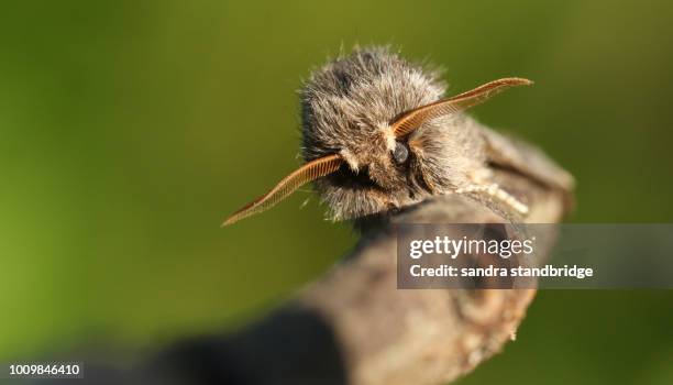 a stunning rare oak processionary moth (thaumetopoea processionea) perching on a twig. - moth stock pictures, royalty-free photos & images