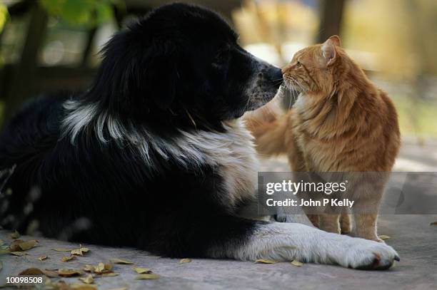 dog and cat nose to nose, colorado - cat attitude stock pictures, royalty-free photos & images