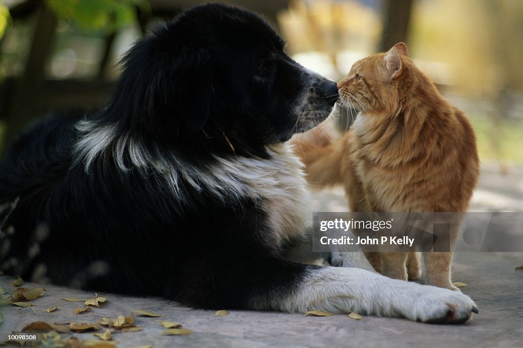 DOG AND CAT NOSE TO NOSE, COLORADO