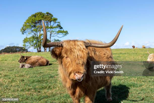 beef cattle - australia v scotland stock pictures, royalty-free photos & images