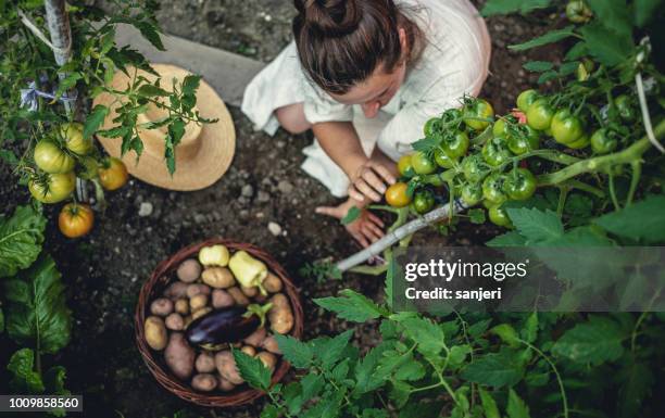 junge frau nach hause angebautes gemüse ernten - tomato harvest stock-fotos und bilder