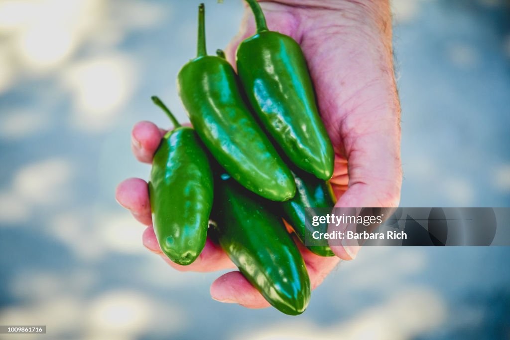 Hand holding jalapeno peppers fresh from the garden