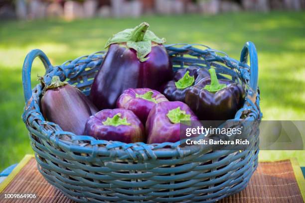 freshly harvested eggplant and purple bell peppers displayed in basket - poivron photos et images de collection