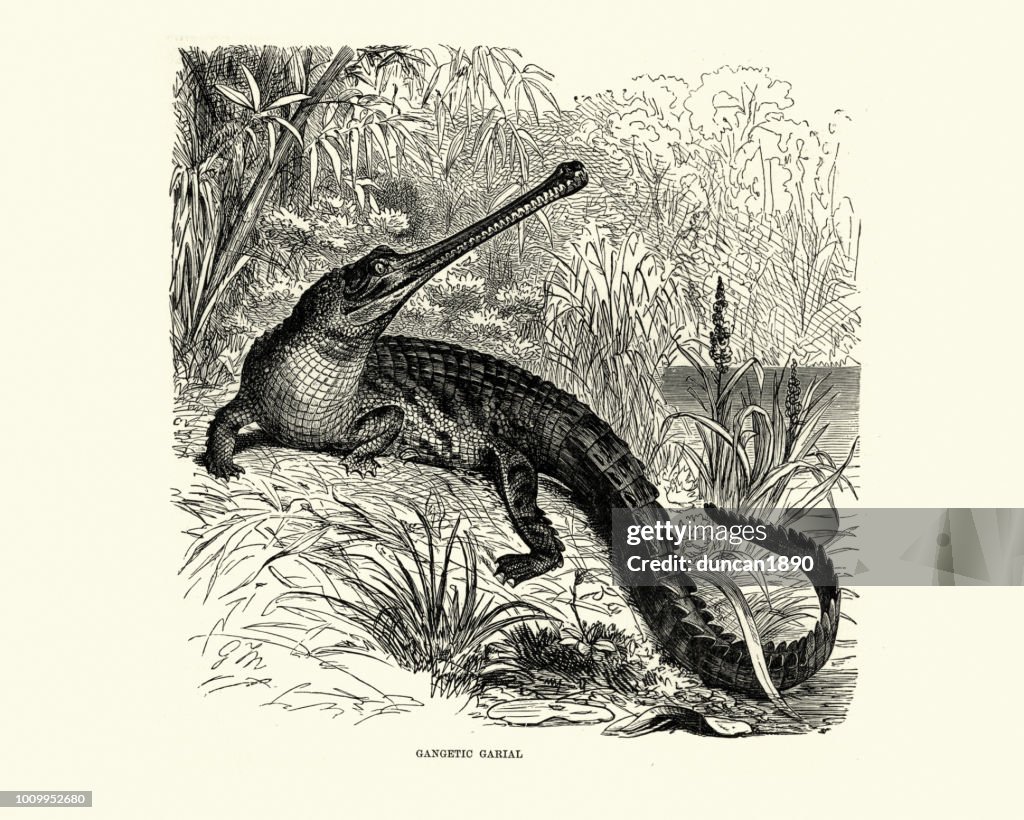 Natural history, Reptiles, Gharial