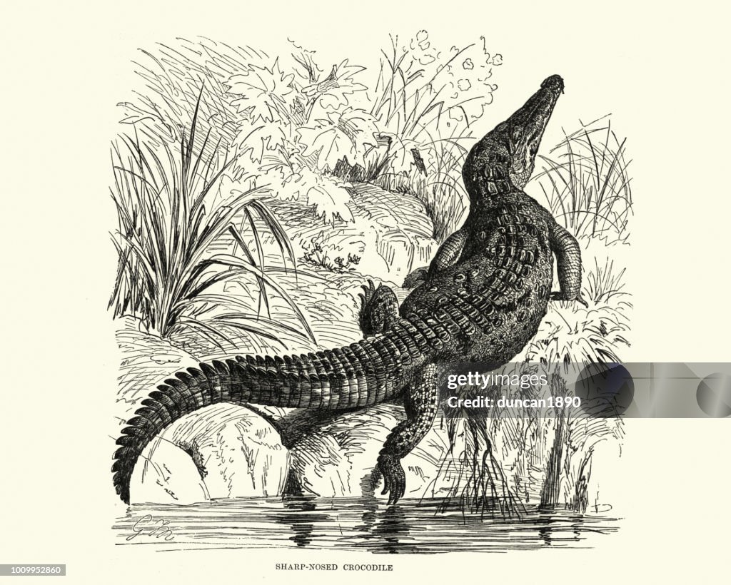 Natural history, Reptiles, Slender-snouted crocodile