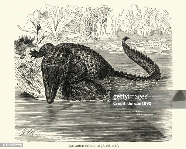 naturgeschichte, reptilien, salzwasser-krokodil (crocodylus porosus) - crocodylus porosus stock-grafiken, -clipart, -cartoons und -symbole