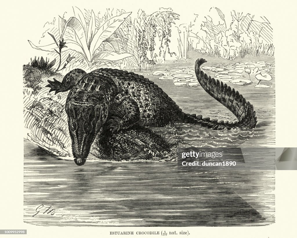 Natural history, Reptiles, Saltwater crocodile (Crocodylus porosus)