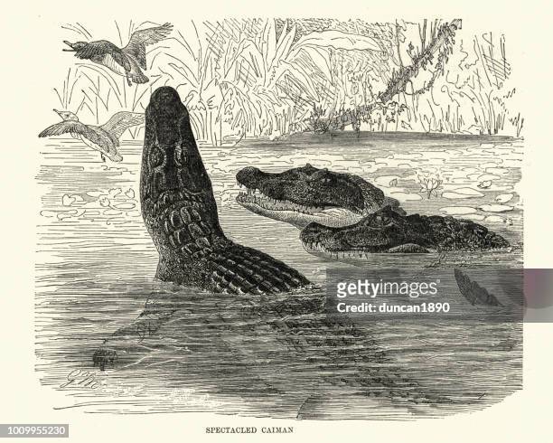 naturgeschichte, reptilien, brillentragende kaiman (caiman crocodilus) - brillenkaiman stock-grafiken, -clipart, -cartoons und -symbole