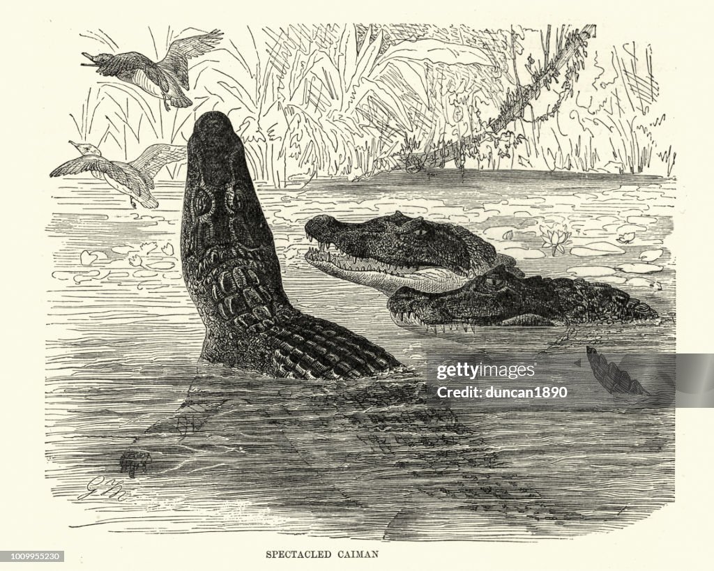 Natural history, Reptiles, Spectacled caiman (Caiman crocodilus)