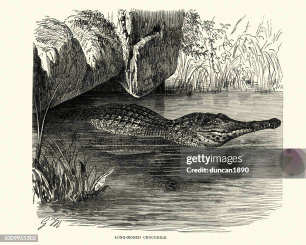 natural history, reptiles, long nosed crocodile - gavialis gangeticus stock illustrations
