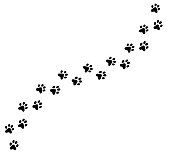 Diagonal vector cat, kitten foot trail, track, print.