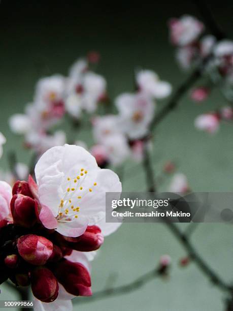 the flowers on the japanese apricot trees - japanse abrikoos stockfoto's en -beelden