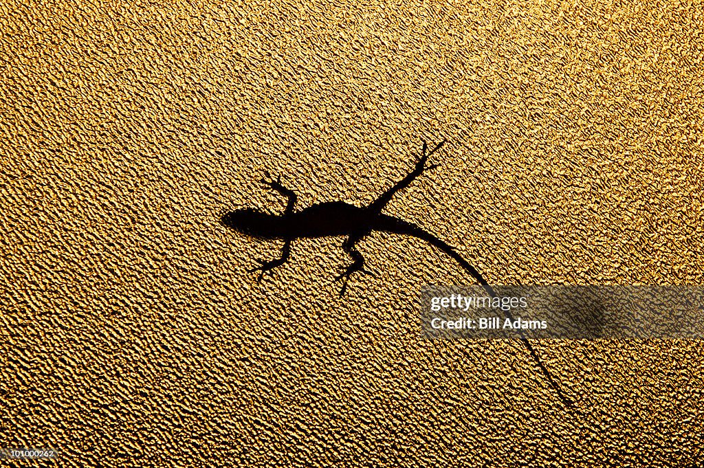 Windows Lizard Bathroom Window Lizard High-Res Stock Photo - Getty Images