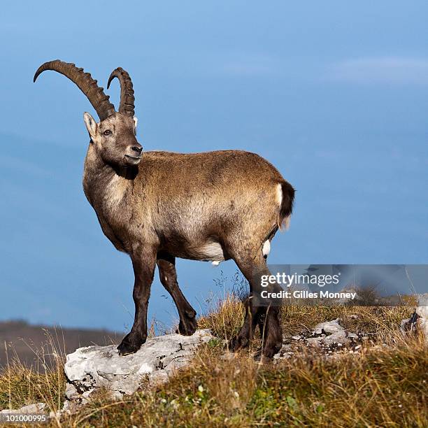 alpine ibex standing on top  of mountain - alpine goat stock pictures, royalty-free photos & images