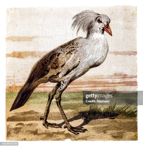 the kagu or cagou (rhynochetos jubatus) - kagu stock illustrations