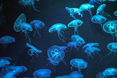 Jellyfish with neon glow light effect