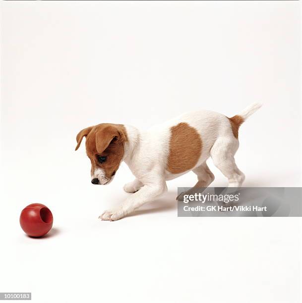 jack russell with red ball - dog and ball stock-fotos und bilder