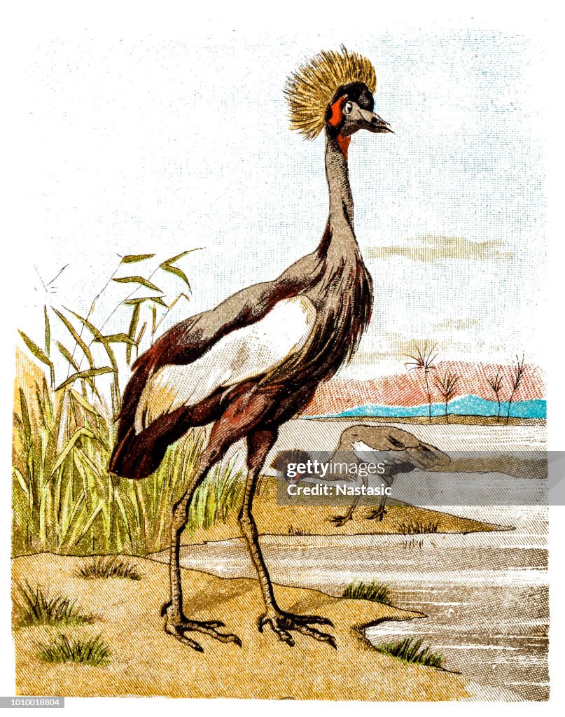 Grey crowned crane (Balearica regulorum)