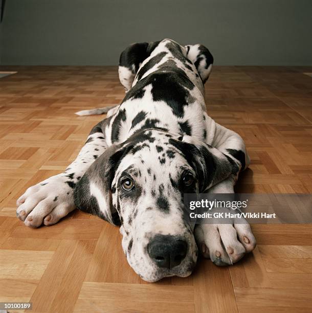 great dane puppy - alano tedesco foto e immagini stock