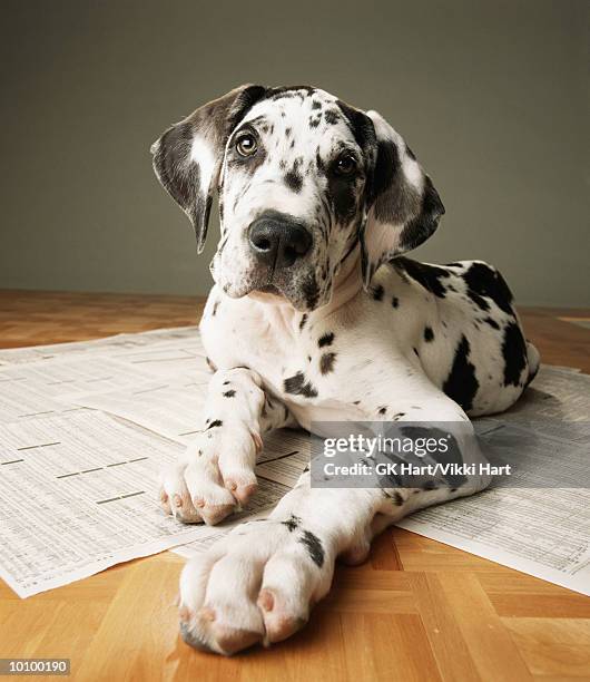 great dane puppy on papers - great dane stock-fotos und bilder