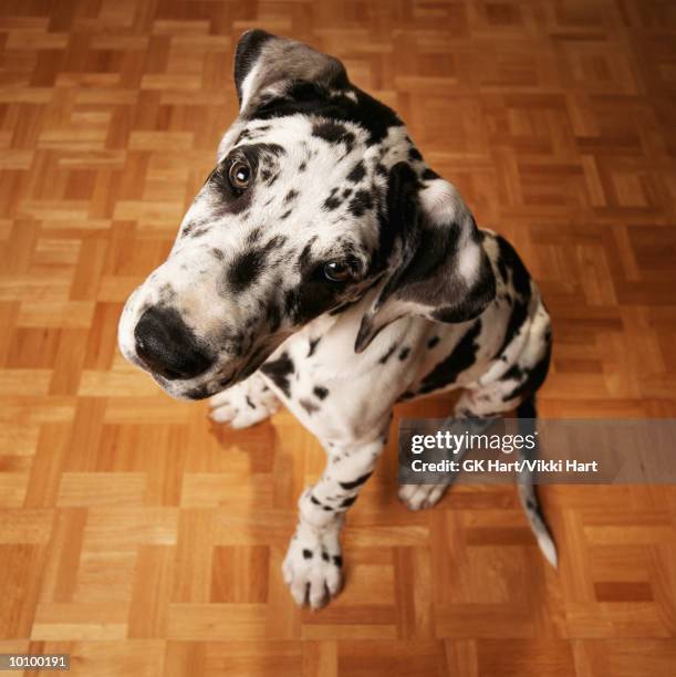 great dane puppy - great dane inside stock pictures, royalty-free photos & images