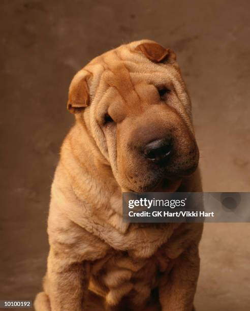 sharpei - shar pei foto e immagini stock