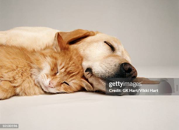 cat and dog together - cat and dog together bildbanksfoton och bilder