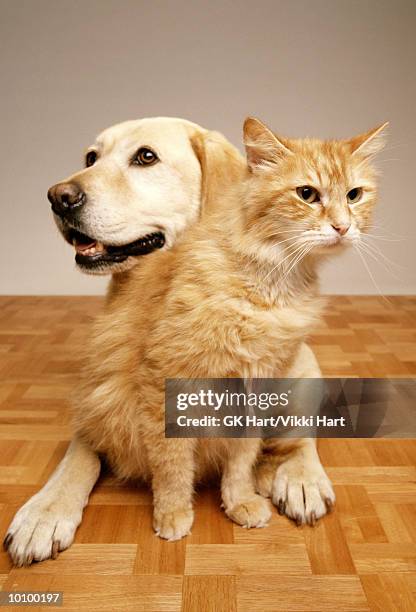 dog and cat together - dog and cat sitting stock pictures, royalty-free photos & images