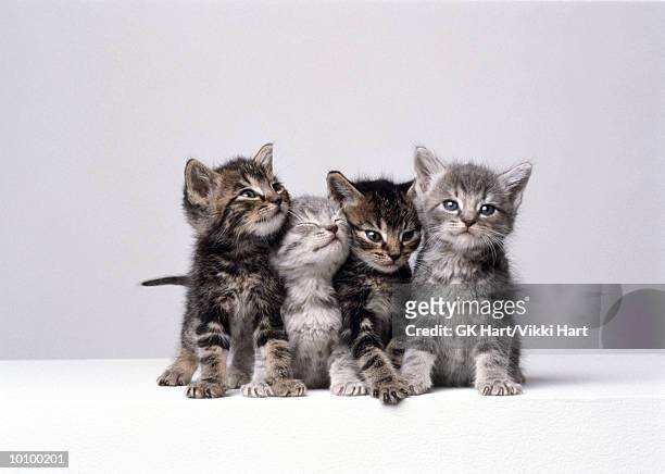 108.566 Foto'S En Beelden Met Kitten - Getty Images