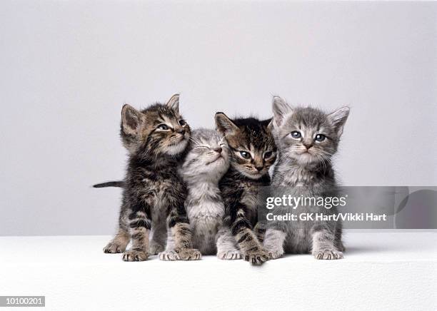 kittens - kitten stockfoto's en -beelden