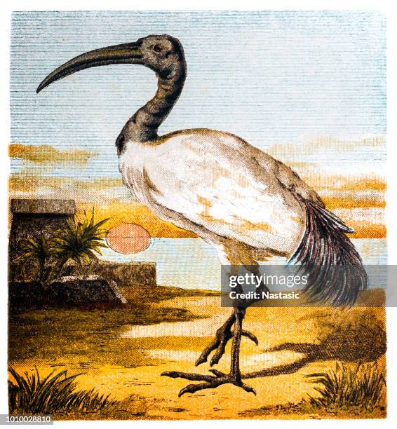 the australian white ibis (threskiornis molucca) - white ibis stock illustrations