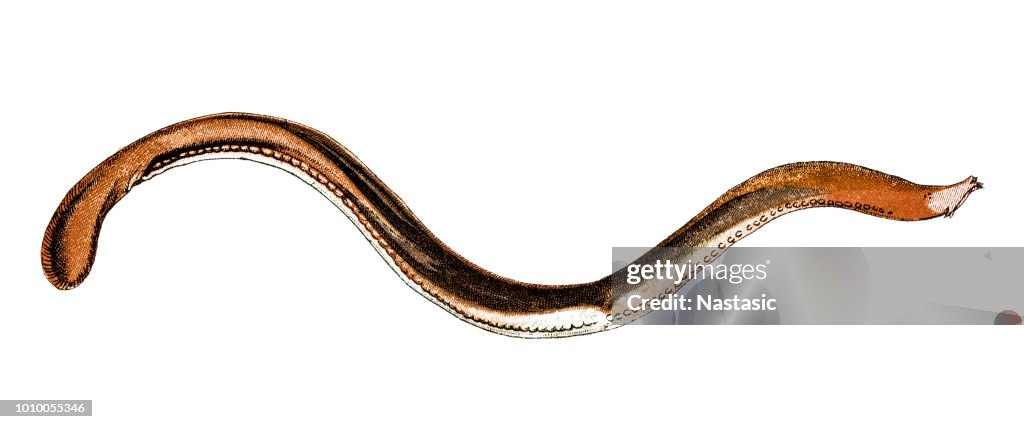 Myxine glutinosa, known as the Atlantic hagfish