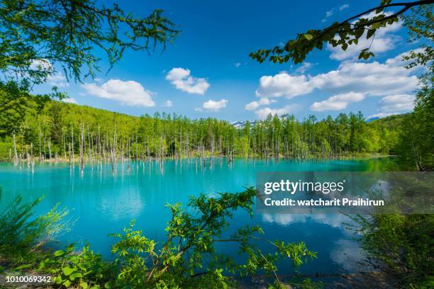 blue pond in biei, hokkaido, japan. - sapporo japan fotografías e imágenes de stock