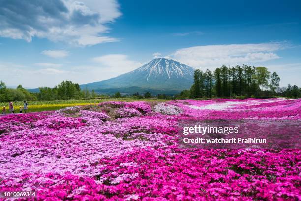 mt. yotei ,mishima's shibazakura garden - vulkan yotei stock-fotos und bilder