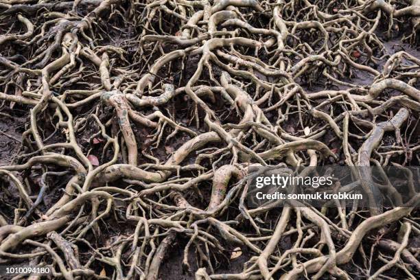 Magn Root 2,365 Mangrove Root Stock Photos, High-Res Pictures, and Images - Getty ...