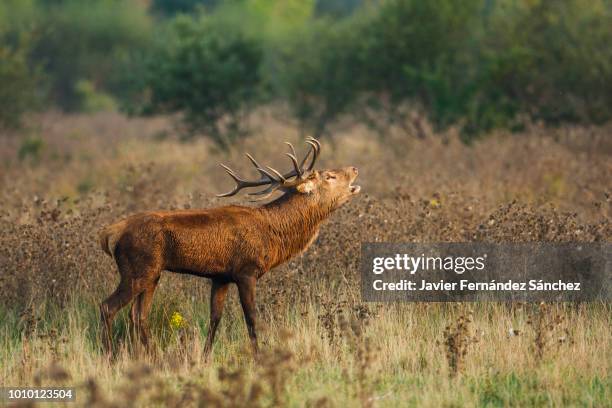 an old male red deer in the rut in a pasture area. cervus elaphus. - vitoria stock-fotos und bilder