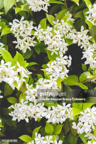 jasmine in bloom - jasmin stock pictures, royalty-free photos & images