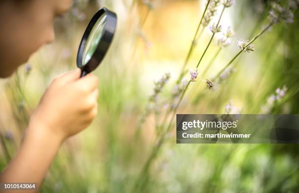 little explorer observes a honeybee through a magnifying glass - inseto imagens e fotografias de stock